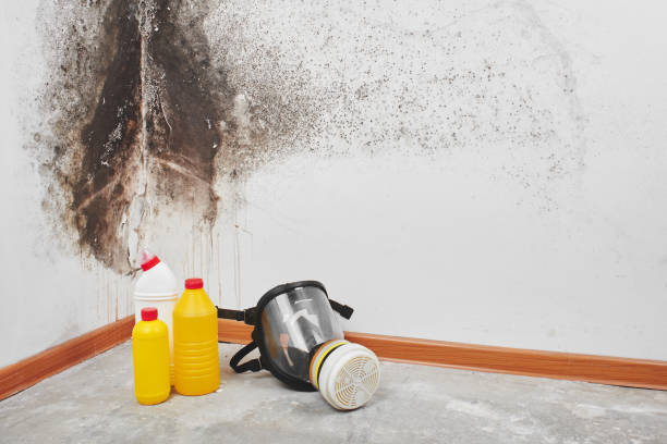 Best Residential Mold Remediation in New Braunfels, TX