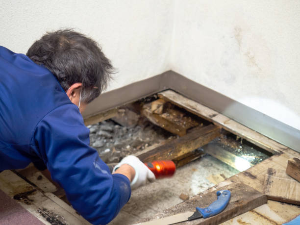 Best Attic Mold Remediation in New Braunfels, TX