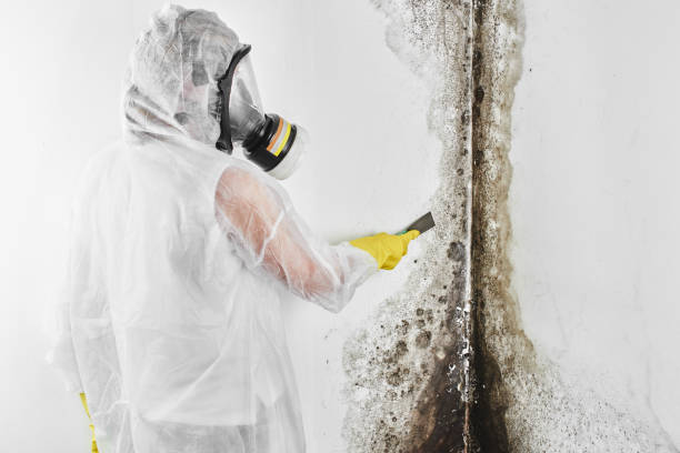Best Industrial Mold Remediation in New Braunfels, TX