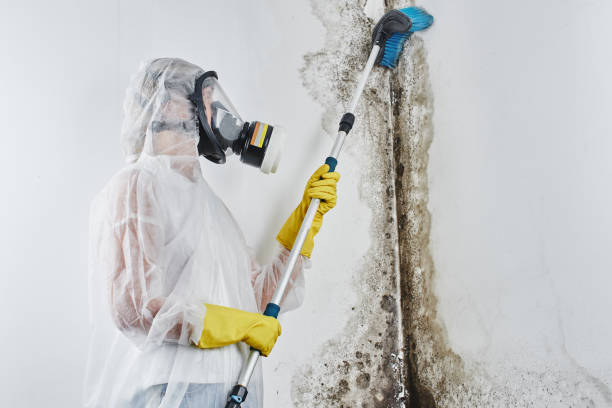 Best Mold Testing and Inspection Services in New Braunfels, TX