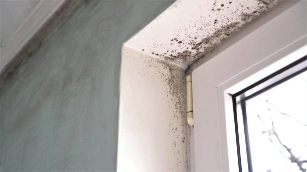 Best HVAC Mold Remediation in New Braunfels, TX