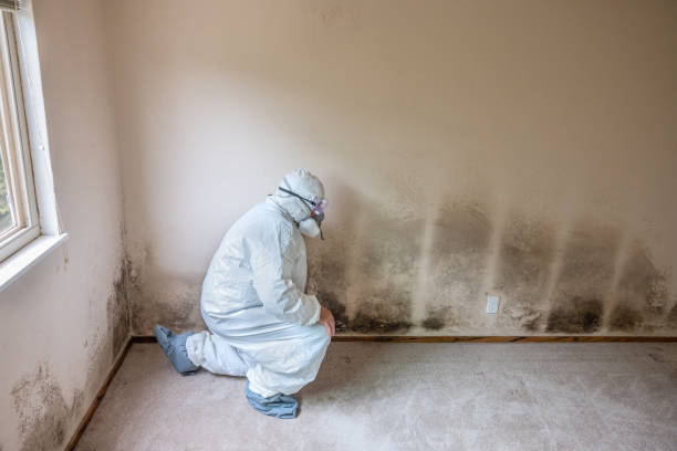Best Insurance-Related Mold Remediation in New Braunfels, TX
