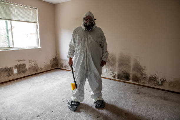 Best Health and Safety Mold Remediation in New Braunfels, TX