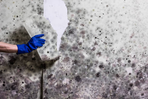 Best Basement Mold Remediation in New Braunfels, TX