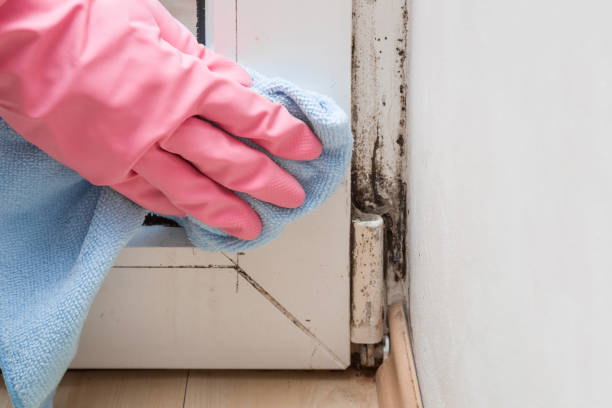 Reliable New Braunfels, TX Mold Remediation Solutions