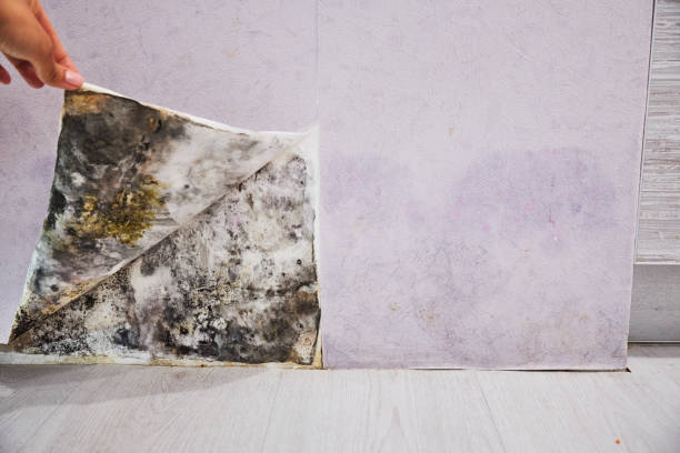 Best Bathroom Mold Remediation in New Braunfels, TX